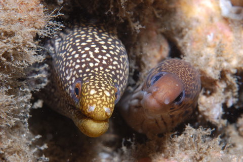 The Seaway Dive Site - Accommodation Nelson Bay 1