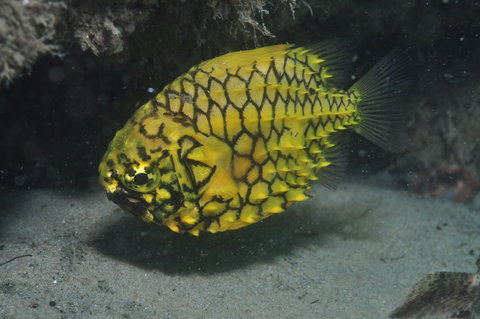 The Seaway Dive Site - Accommodation Nelson Bay 2