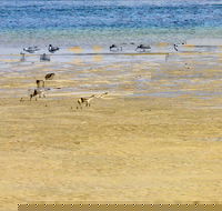 Towra Beach - Accommodation Nelson Bay