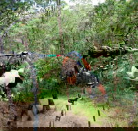TreeTop Challenge - Accommodation Nelson Bay