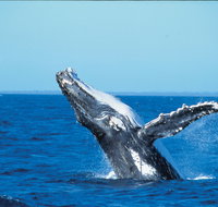 Whale Watching on Keswick Island - Accommodation Nelson Bay