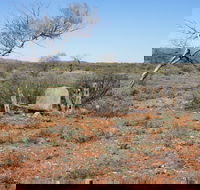 Winnecke Goldfield Cemetery - Accommodation Nelson Bay
