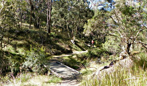 Wollomombi Walking Track - Accommodation Nelson Bay 0
