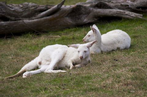 Yarra Valley Nocturnal Zoo - Accommodation Nelson Bay 0