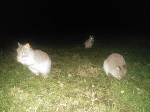 Yarra Valley Nocturnal Zoo - Accommodation Nelson Bay 2