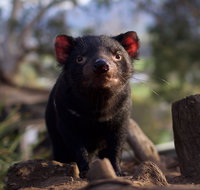 Bonorong Wildlife Sanctuary - Accommodation Nelson Bay