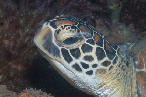 Cochrane Artificial Reef Dive Site - Accommodation Nelson Bay 2