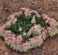 Coorow Wreath Flowers - Accommodation Nelson Bay