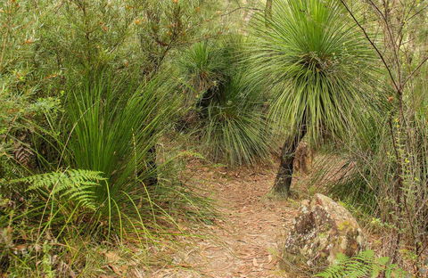 Grass Tree Circuit - Accommodation Nelson Bay 0