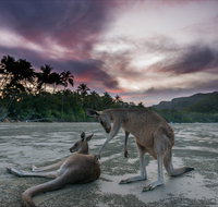 How to Holiday on The Hibiscus Coast with your Family - Accommodation Nelson Bay