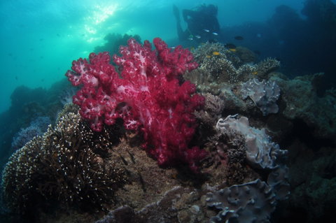 Luncheon Bay Dive Site - Accommodation Nelson Bay 0