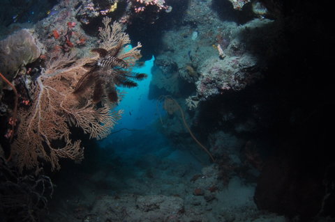 Luncheon Bay Dive Site - Accommodation Nelson Bay 2