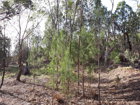 Pioneer Park - Accommodation Nelson Bay 2