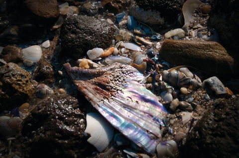 Point Cook Marine Sanctuary - Accommodation Nelson Bay 1