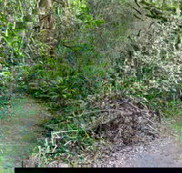 Rainforest Walking Track Roberston Nature Reserve - Accommodation Nelson Bay