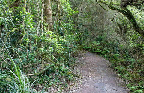 Rainforest Walking Track, Roberston Nature Reserve - Accommodation Nelson Bay 0