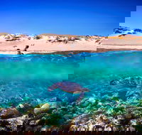 Snorkel the Ningaloo Reef - Accommodation Nelson Bay