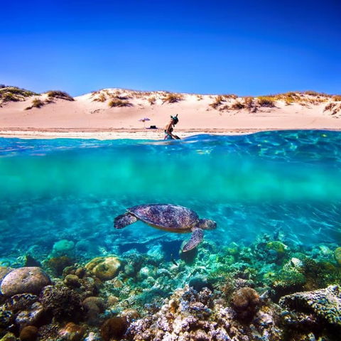 Snorkel The Ningaloo Reef - Accommodation Nelson Bay 0