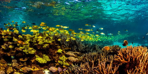 Snorkel The Ningaloo Reef - Accommodation Nelson Bay 2