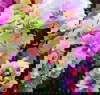Tinonee Orchid Nursery - Accommodation Nelson Bay