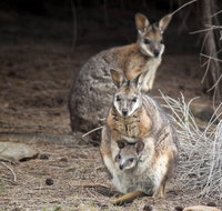 Bald Hill Walk - Cape Gantheaume Conservation Park - Accommodation Nelson Bay