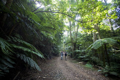 Booloumba Falls Walk, Conondale National Park - Accommodation Nelson Bay 2