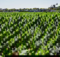 Christmas Tree Farm - Accommodation Nelson Bay