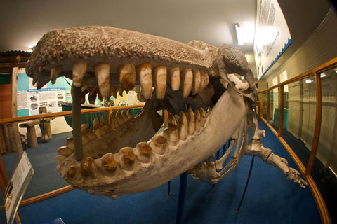 Eden Killer Whale Museum - Accommodation Nelson Bay 0