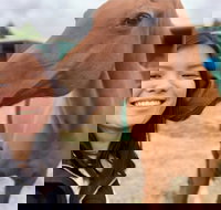 Horses Teaching Humans - Accommodation Nelson Bay