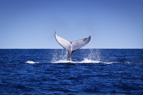 Humpback Whales - Accommodation Nelson Bay 0