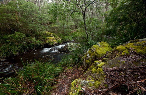 Mongarlowe River Picnic Area - Accommodation Nelson Bay 0