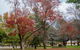 Queanbeyan Central Park - thumb 1