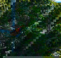 Tamborine Rainforest Skywalk - Accommodation Nelson Bay