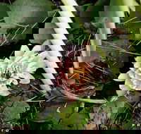 The Beach Bible Garden - Accommodation Nelson Bay