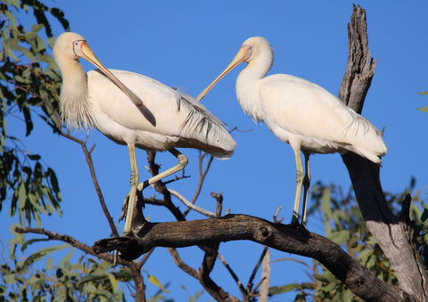 Tumut Wetlands - Accommodation Nelson Bay 2