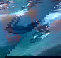 Small-Group Underwater Scooter Experience in Clovelly - Accommodation Nelson Bay