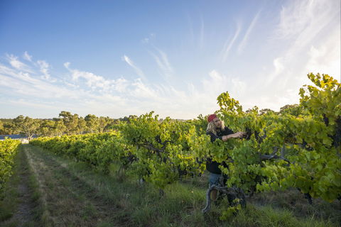 Mclaren Vale - Accommodation Nelson Bay 0