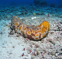 Two Towers Dive Site - Accommodation Nelson Bay