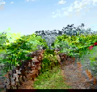 Tintilla Estate Wine Tasting with a Meat and Cheese Platter - Accommodation Nelson Bay