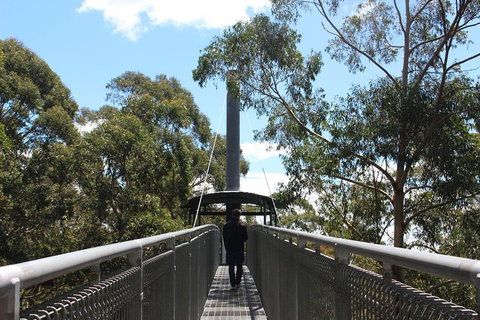 Illawarra Fly Treetop Adventures Admission Including Zipline Tour - Accommodation Nelson Bay 2