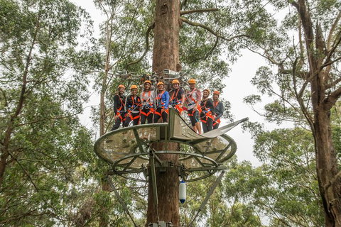 Illawarra Fly Treetop Adventures Admission Including Zipline Tour - Accommodation Nelson Bay 4