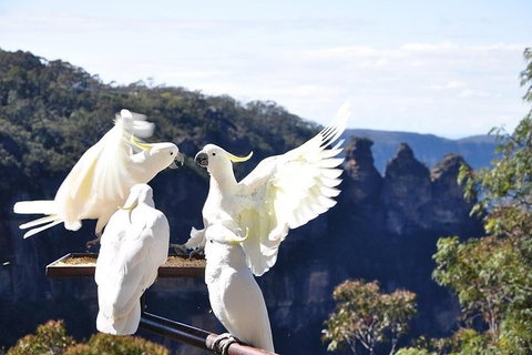 All-Inclusive Blue Mountains Tour In A Luxury Mercedes Sprinter - Accommodation Nelson Bay 1