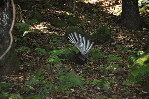 All-Inclusive Blue Mountains Tour In A Luxury Mercedes Sprinter - Accommodation Nelson Bay 5