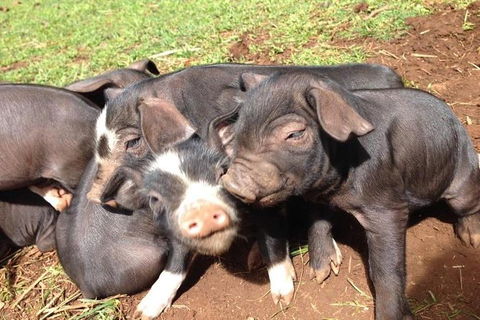 Paddock To Plate Farm Tour And Tasting - Accommodation Nelson Bay 9