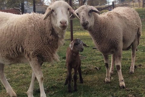 Paddock To Plate Farm Tour And Tasting - Accommodation Nelson Bay 7