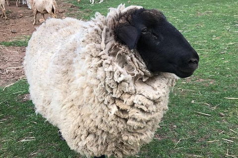 Paddock To Plate Farm Tour And Tasting - Accommodation Nelson Bay 3
