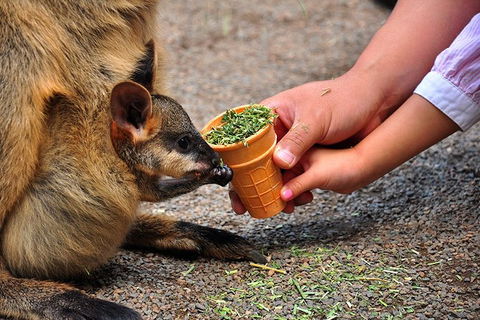 Blue Mountains Highlights & Wildlife Park - Accommodation Nelson Bay 3