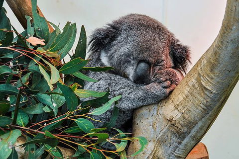 Blue Mountains Highlights & Wildlife Park - Accommodation Nelson Bay 1
