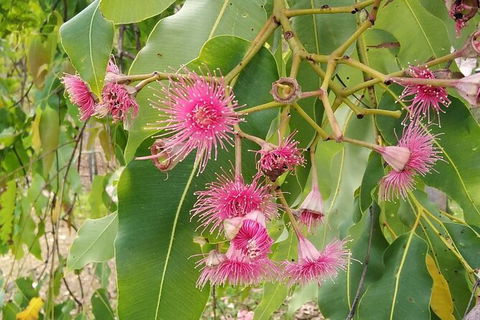 Full-Day Private Guided Tour To Litchfield National Park - Accommodation Nelson Bay 5