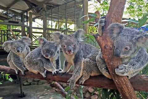 Best Of Kuranda Including Skyrail, Kuranda Scenic Railway And Rainforestation - Accommodation Nelson Bay 5
